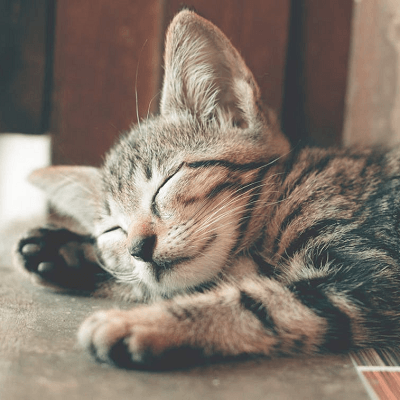 Messages pour annoncer l'adoption d'un chat ou chaton