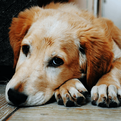 Messages pour souhaiter un bon rétablissement à un animal