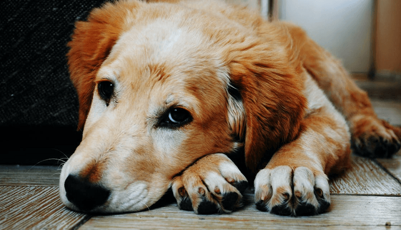 Messages pour souhaiter un bon rétablissement pour un chien, un chat