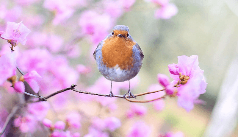 Messages pour souhaiter un bon printemps